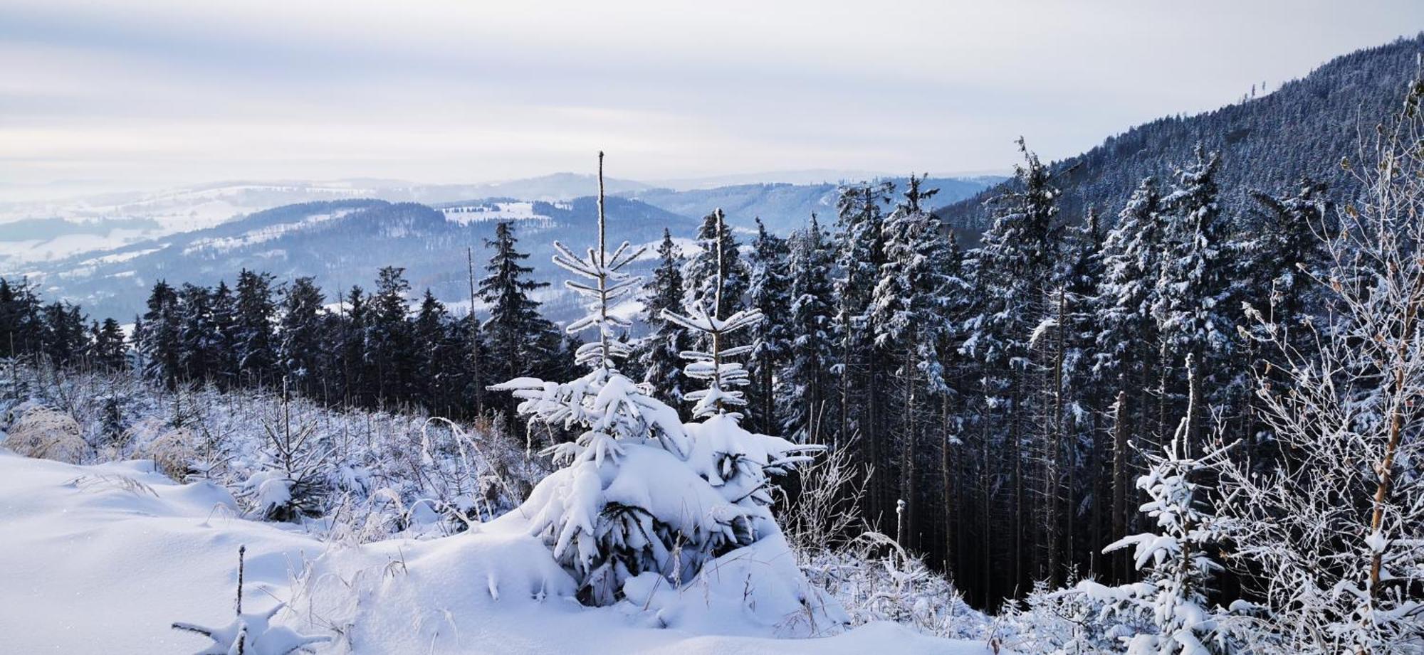Chalet Sowie Chatki - Z Widokiem Na Gory Sowie